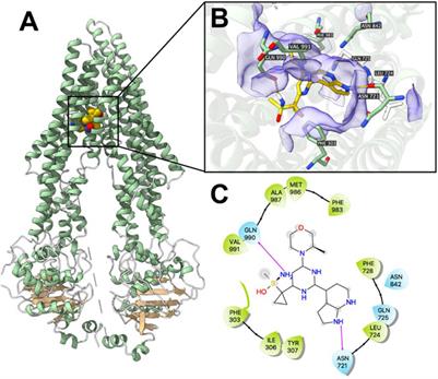 Frontiers Multidrug Resistance Transporters P Gp And Bcrp Limit The